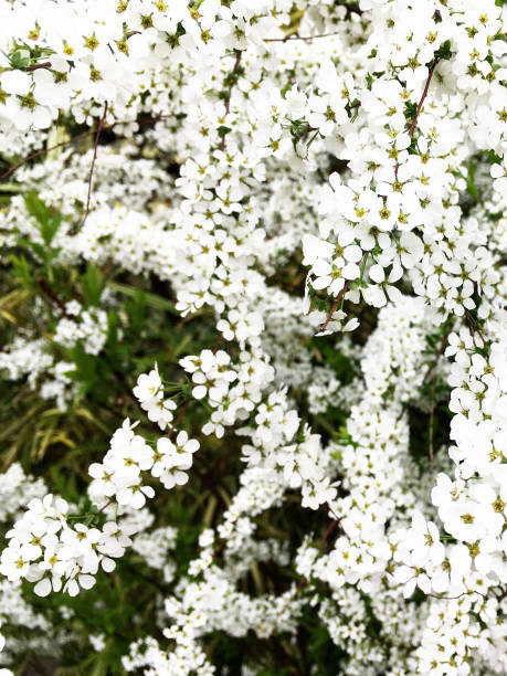istock Thunberg spirea in full bloom. 1293251083