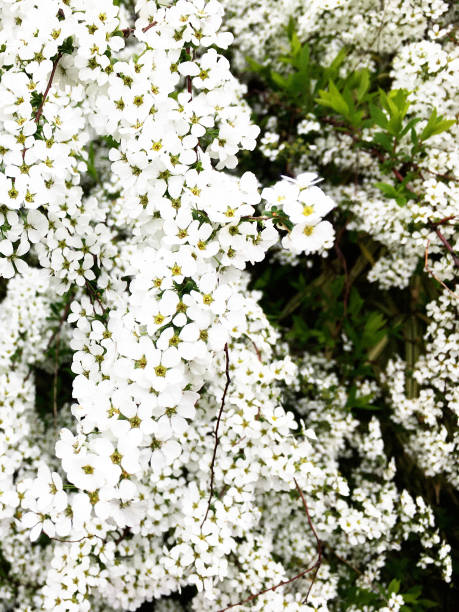 istock Thunberg spirea in full bloom. 1293251086