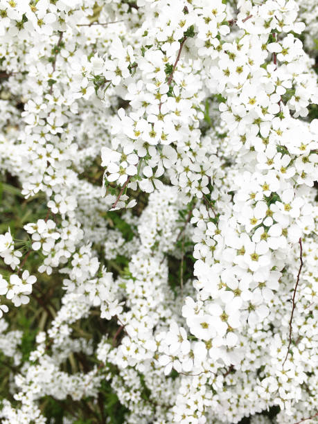 istock Thunberg spirea in full bloom. 1293251089