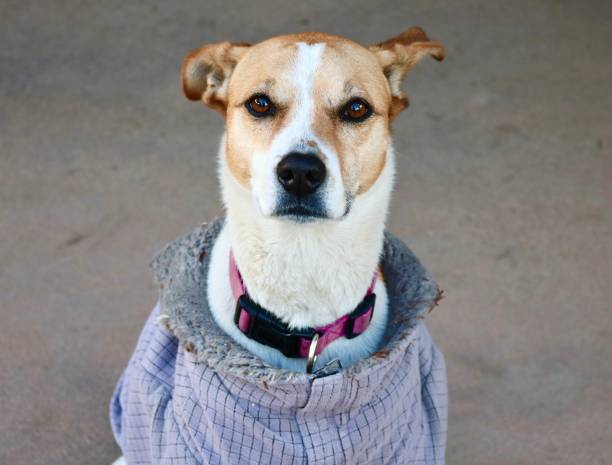 istock Yellow and white dog headshot 1293252531