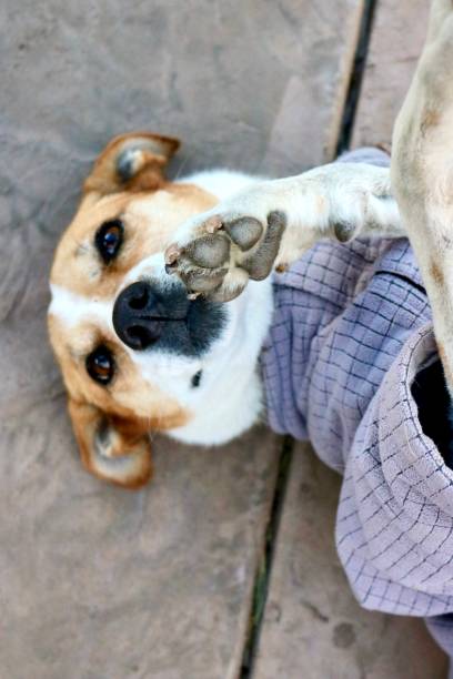 istock Yellow and white dog headshot 1293252538