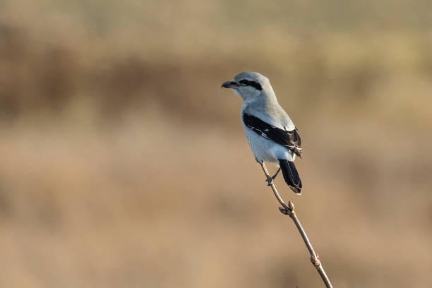 istock Northern shrike bird 1293253173