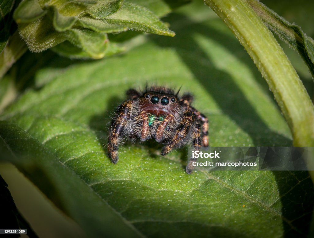 Spider, Slingy Jumper, (Phidippus audax), Jumping Spider, araneomorphs. A jumping spider takes advantage of the last rays of the sun. Jumping Spider Stock Photo