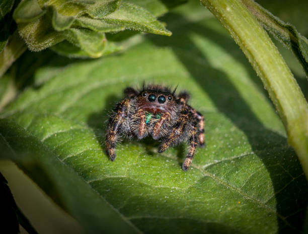 Spider, Slingy Jumper, (Phidippus audax), Jumping Spider, araneomorphs. A jumping spider takes advantage of the last rays of the sun. jumping spider photos stock pictures, royalty-free photos & images