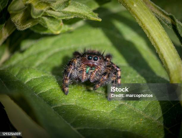 Spider Slingy Jumper Jumping Spider Araneomorphs Stock Photo - Download Image Now