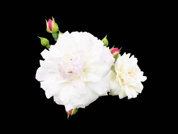 istock Cutout photo of white roses. 1293254653