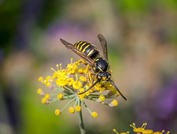 A yellow wasp forages for a dill plant.