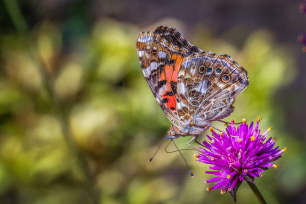 A butterfly Vanessa cardui, forages a flower.