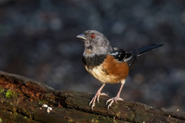 istock spotted towhee with gray head 1293255900
