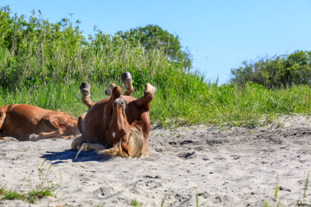 istock the horse lifted its legs up while lying on its back in the sand 1293255916