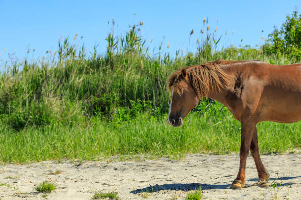 istock a horse walking on the sand on a hot day 1293255923