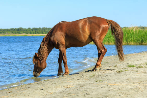 istock horse drinking from the lake on a summer day 1293255928