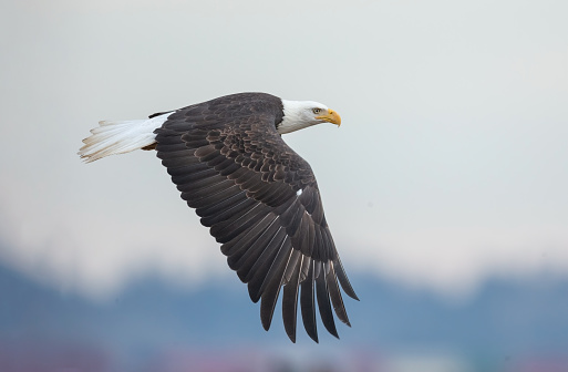 Flying Bald Eagle at Delta British Columbia Canada; north american