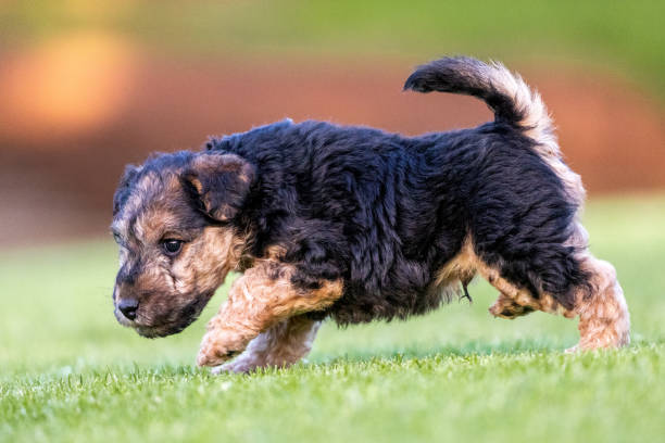 A cute Lakeland Terrier puppy playing on green grass.