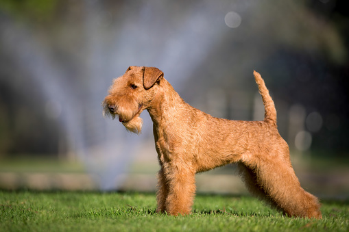 A Lakeland Terrier in show trim with a natural background.