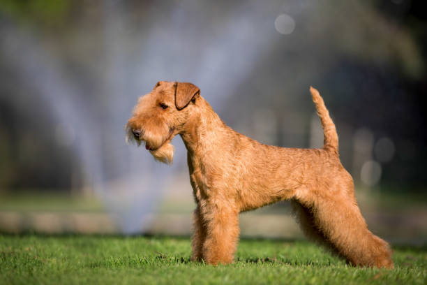 Lakeland Terrier stock photo