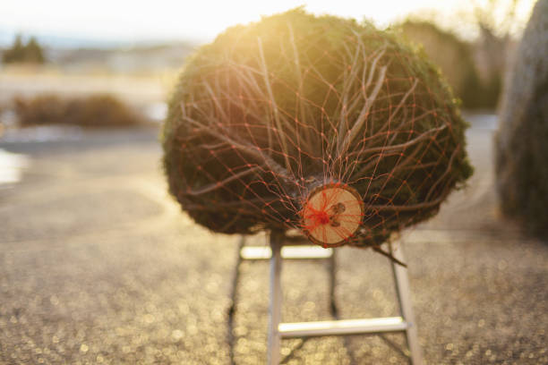 In Western Colorado Christmas Tree Laying on Cutting Stand Photo Series with Matching 4K Video Available (Shot with Canon 5DS 50.6mp photos professionally retouched - Lightroom / Photoshop - original size 5792 x 8688 downsampled as needed for clarity and select focus used for dramatic effect)