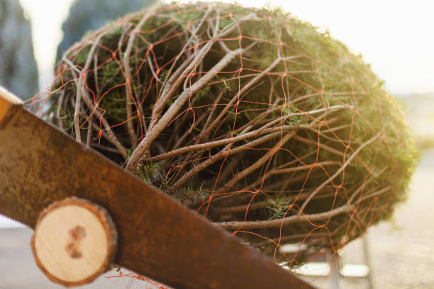 istock Christmas Tree Laying on Cutting Stand Photo Series 1293259954