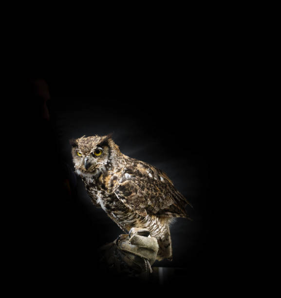 istock Horned owl bird posing on falconer hand 1293261472