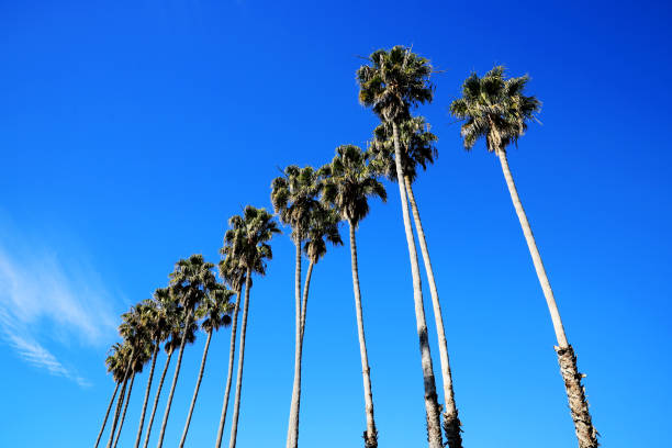 istock Palm trees at Santa Barbara, California 1293263399