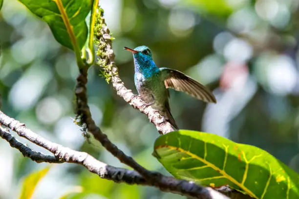 Photo of Versicolored Emerald photographed in Santa Teresa, in Espirito Santo. Southeast of Brazil.