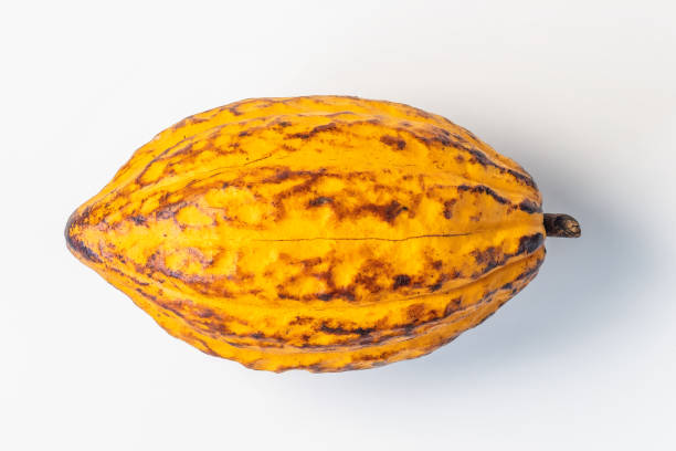 baccello di cacao fresco isolato su sfondo bianco. - cocoa bean foto e immagini stock