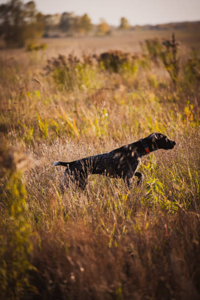 cachorro de caça na prateleira. caçando codorna com um cachorro - place setting fotos - fotografias e filmes do acervo