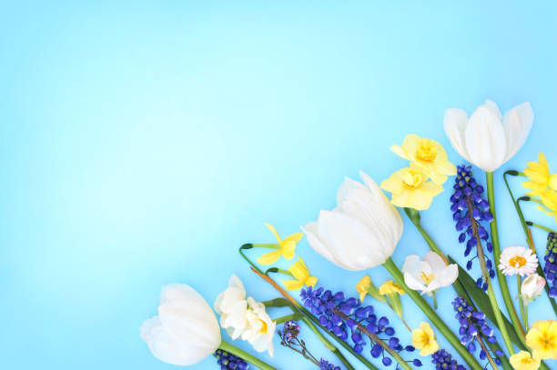 istock Spring blossoming flowers and tulips bright light background 1293270269