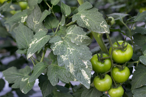 Liriomyza is a fly whose larvae make galleries or mines in the daughters of crops, destroying many leaves and causing economic losses.