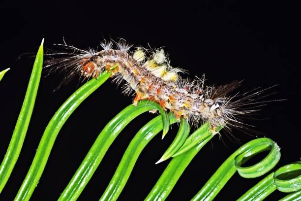 Hairy Caterpillar crawling on curve Cycad leaf.