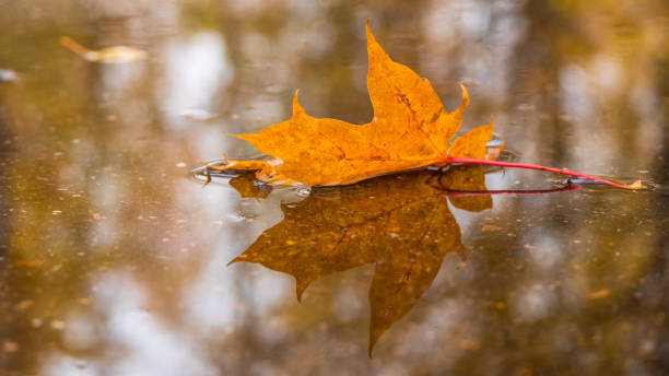 istock A maple leaf floating on water and its reflection on the water 1293274440