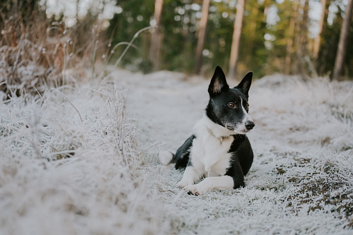 Dog resting outdoors in snowy landscape \nBorder collie mix named Jussi outdoors in nature