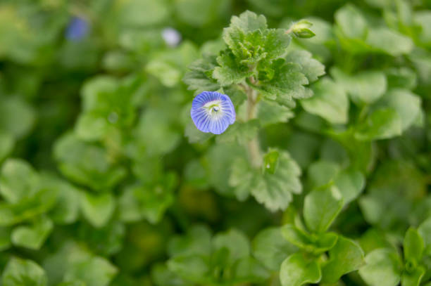 istock Veronica persica beautiful little flower and small drops 1293276508