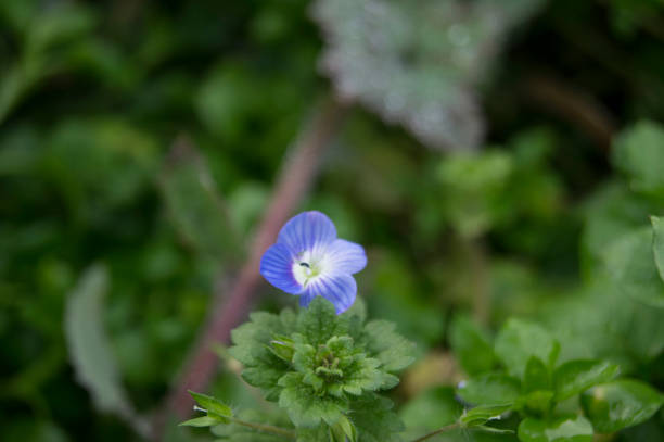 istock Veronica persica beautiful little flower and small drops 1293276511