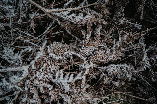 Fern with frost nature background