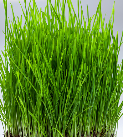 Fresh green wheatgrass growing in pot, closer