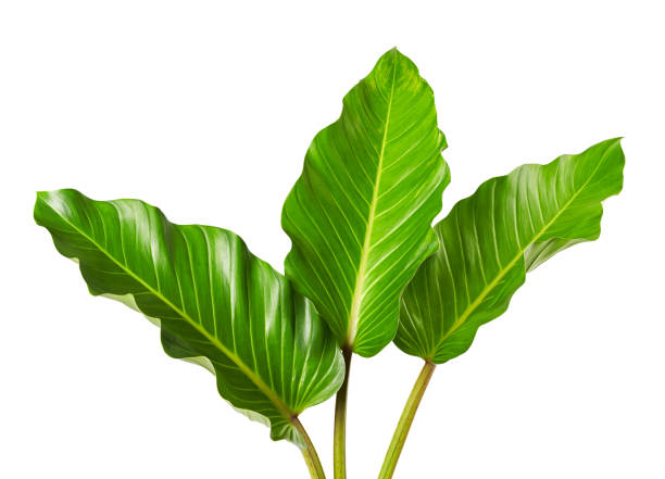 istock Philodendron leaf (Philodendron melinonii), Large green foliage isolated on white background, with clipping path 1293278207