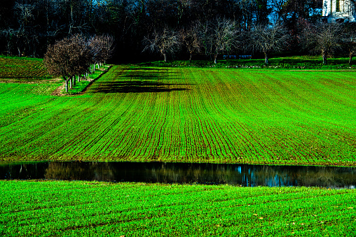 fields sown around Vicenza, form parallel green lines of sunlit plants
