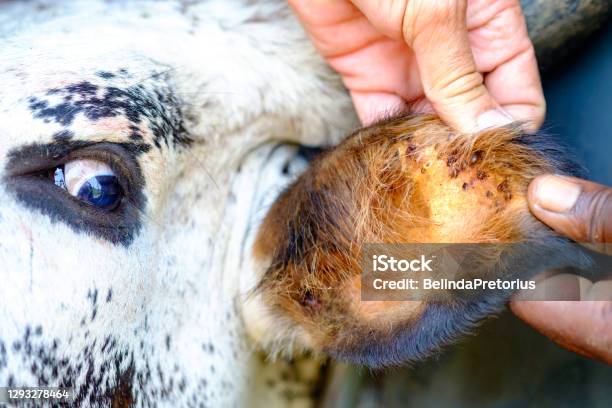 Nguni Cow Being Checked And Treated For Ticks Stock Photo - Download Image Now - Tick - Animal, Cattle, Parasitic