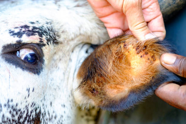 vaca nguni sendo verificada e tratada para carrapatos - bull eye - fotografias e filmes do acervo