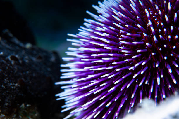 Sea Urchin Echinoderm Underwater Sea life