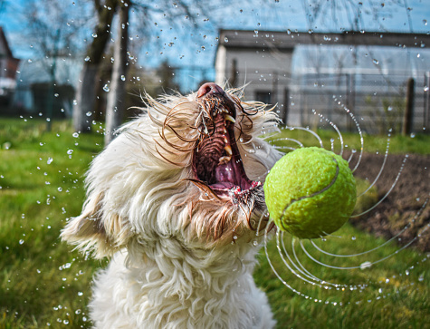 Dog playing and catching a wet ball