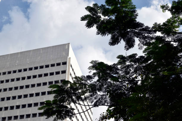 istock tree leaves obscure the view of tall white building 1293283070