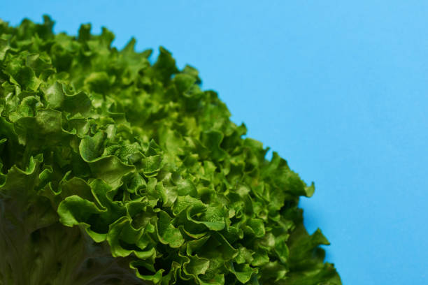 Lettuce on a blue background