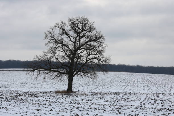 istock winter tree on white snow in cold weather 1293286368