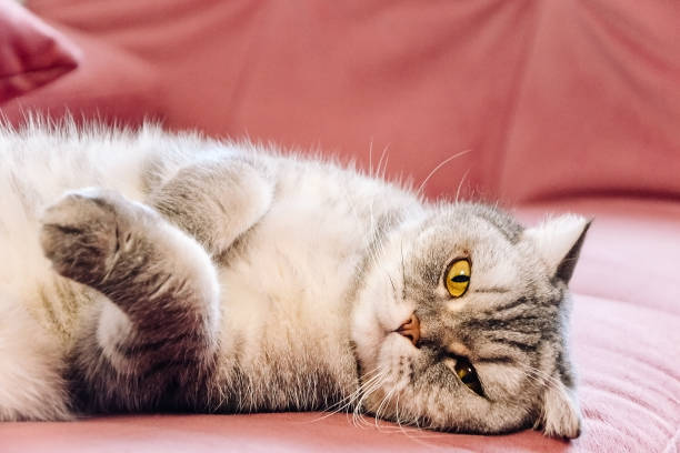istock Muzzle of cute fluffy tabby British cat lies on a pink sofa. Concept weight gain during the New Year holidays, obesity, diet for the cat. Offended face cute Fold British.. 1293289310