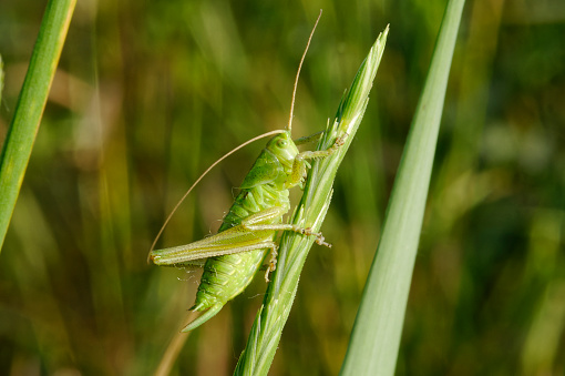 speckled bush-cricket (Leptophyes punctatissima)