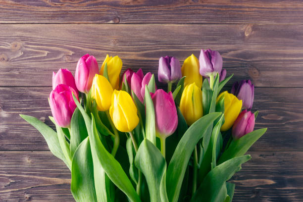 tulipani colorati su uno sfondo di legno - beautiful red pink wood foto e immagini stock