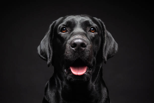 孤立した黒い背景上のラブラドールレトリバー犬の肖像画。 - ラブラドールレトリバー ストックフォトと画像