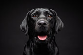 istock Portrait of a Labrador Retriever dog on an isolated black background. 1293292142